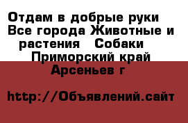 Отдам в добрые руки  - Все города Животные и растения » Собаки   . Приморский край,Арсеньев г.